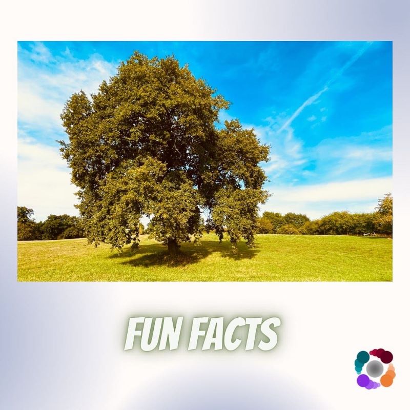 Eine große alte vollbelaubte Eiche auf einer grünen Wiese bei blauem Himmel eingerahmt von einem Rahmen unter dem steht Fun Facts