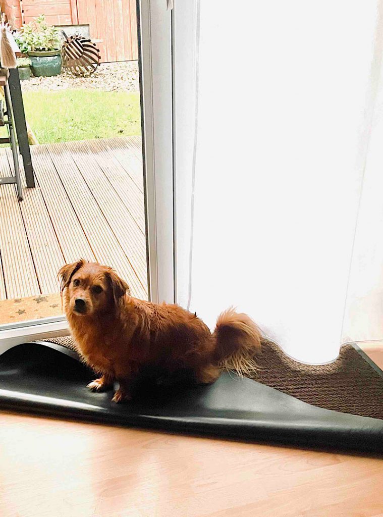 Hund sitzt auf zusammengeschobener Fußmatte vor Terrassentür